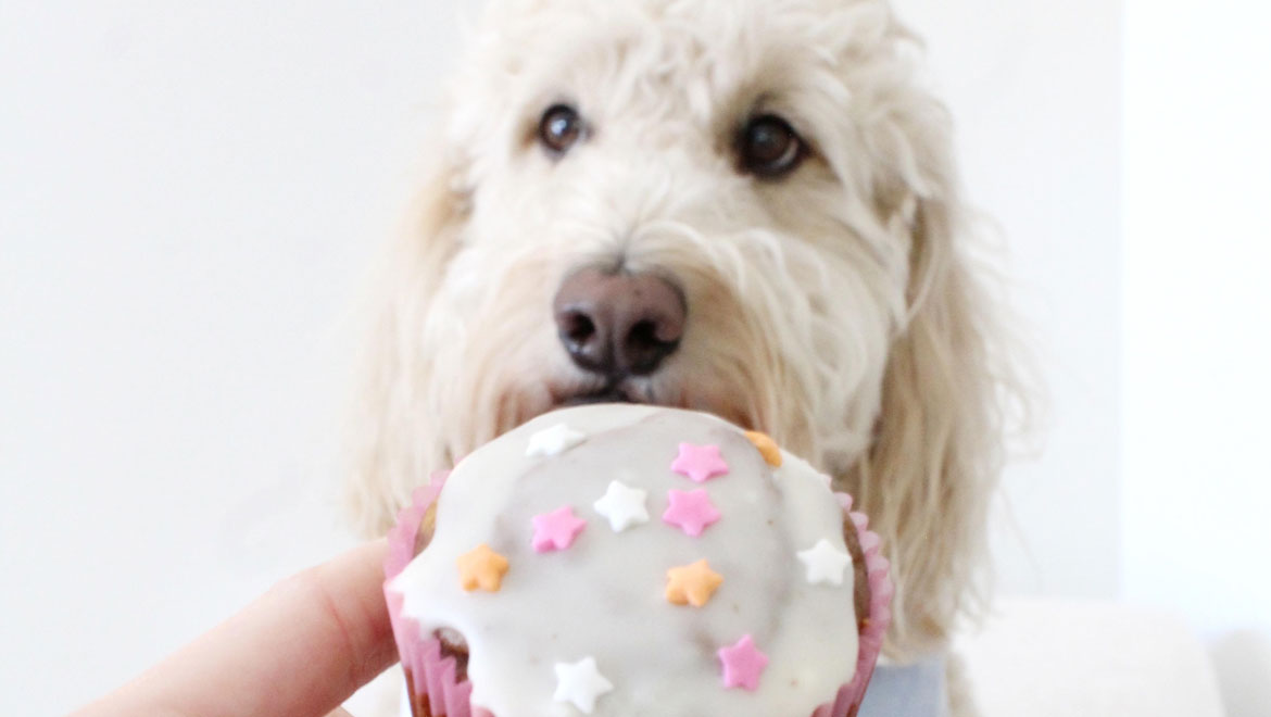 Σκύλος: Cupcakes με φρέσκα rasberries για τον αγαπημένο σας φίλο
