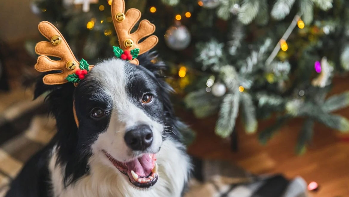 Χριστούγεννα: 4 πράγματα που είναι επικίνδυνα για τον σκύλο