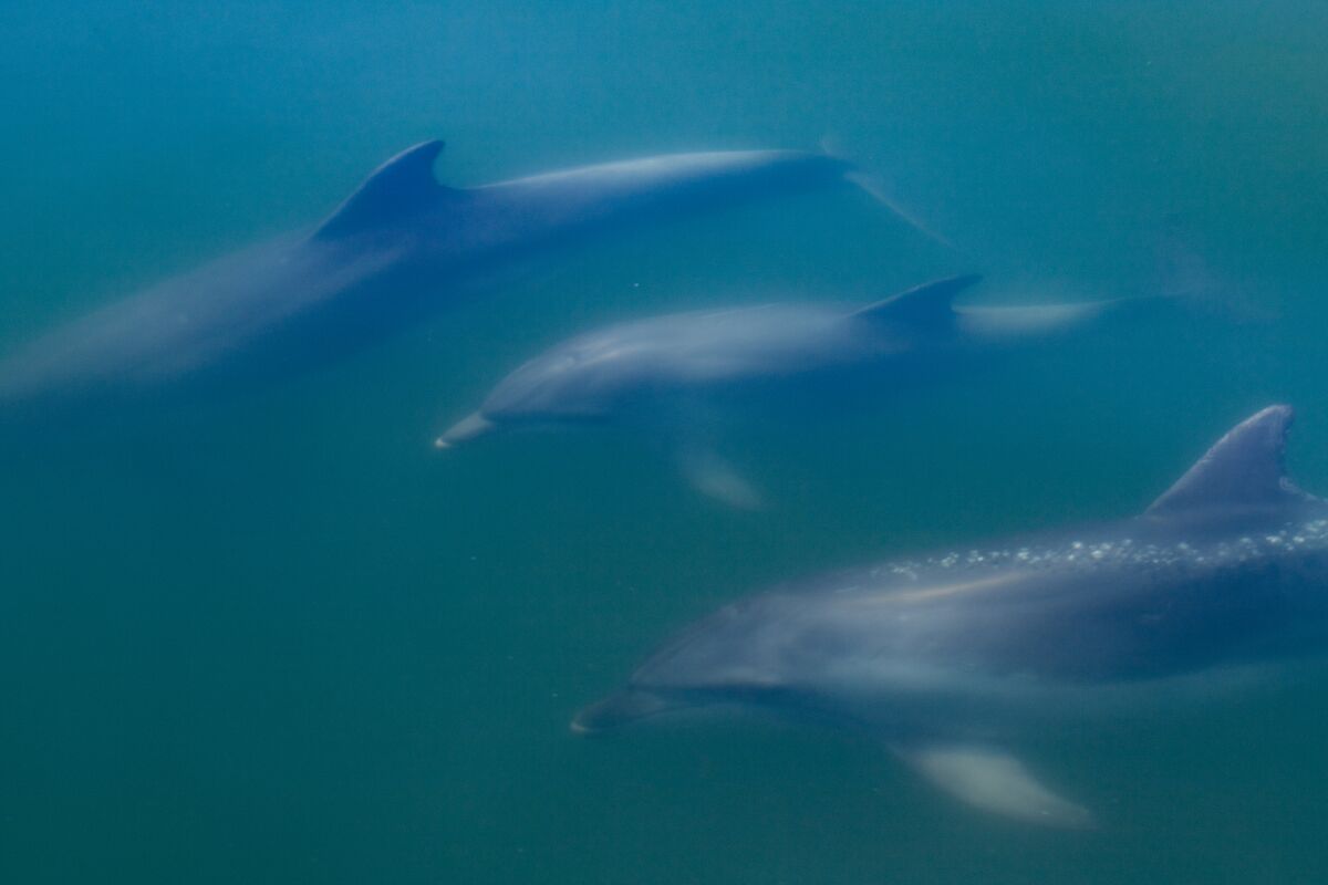 Υπερθέαμα στη Φθιώτιδα: Το μεγαλύτερο κοπάδι από δελφίνια έκανε σόου στον Θεολόγο