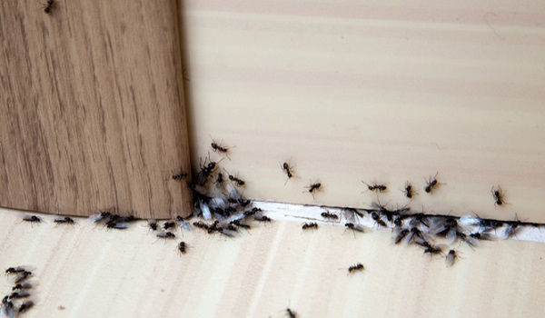 Πείτε αντίο στα μυρμήγκια με αυτούς τους τρόπους
