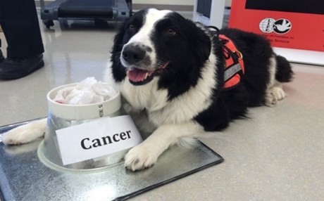 Πράγματι οι σκύλοι μπορούν να μυρίσουν τον καρκίνο, αλλά...