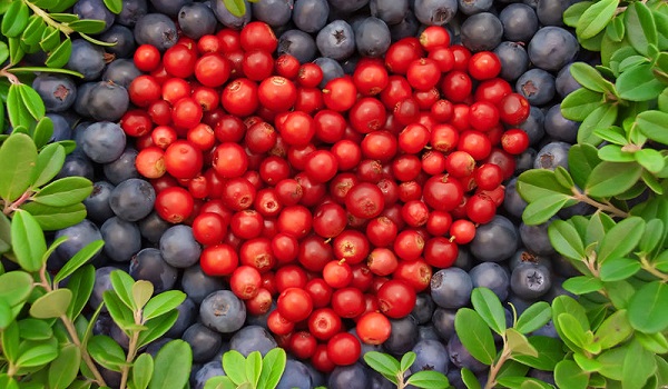 Το φρούτο που μειώνει κατά 40% τον κίνδυνο καρδιοπάθειας