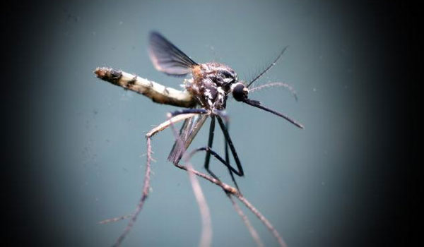 Για αυτό το λόγο σας κυνηγάνε τα κουνούπια – 5 μυστικά για να μην σας τσιμπάνε