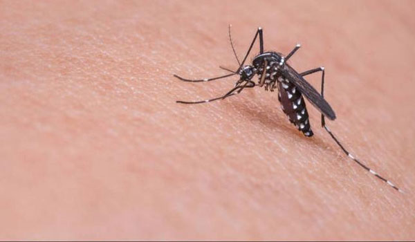 Πως να φτιάξεις φυσικό εντομοαπωθητικό σπρέι  ενάντια στα κουνούπια