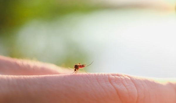 Κουνούπια: Γιατί τσιμπάνε εσένα πιο συχνά και πώς φεύγει επιτόπου η φαγούρα