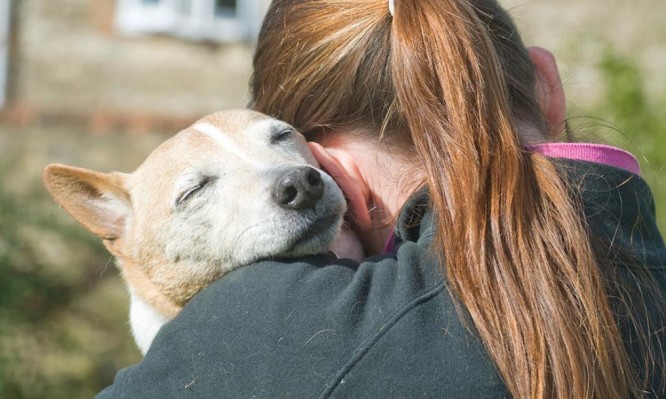 Λεϊσμανίαση του σκύλου: Τα συμπτώματα και οι τρόποι θεραπείας