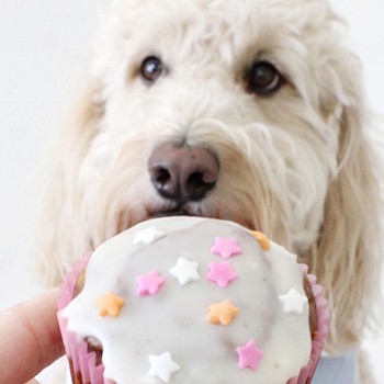 Σκύλος: Cupcakes με φρέσκα rasberries για τον αγαπημένο σας φίλο