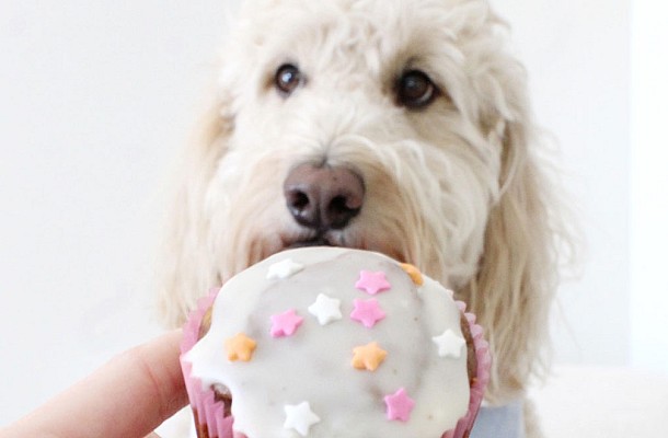 Σκύλος: Cupcakes με φρέσκα rasberries για τον αγαπημένο σας φίλο