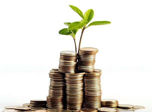 Δέντρο του Χρήματος: Το φυτό που φέρνει πλούτο και ευημερία