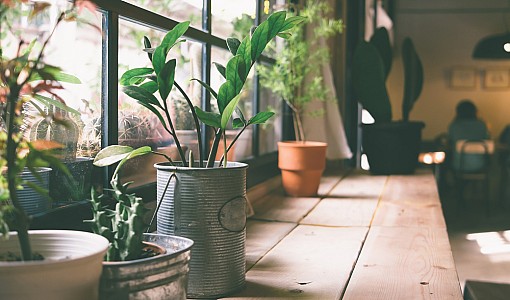 Φυτά που φιλτράρουν τον αέρα του σπιτιού μας