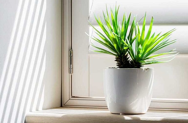 10 φυτά που μπορούν να επιβιώσουν και στην πιο σκοτεινή γωνία του σπιτιού σου