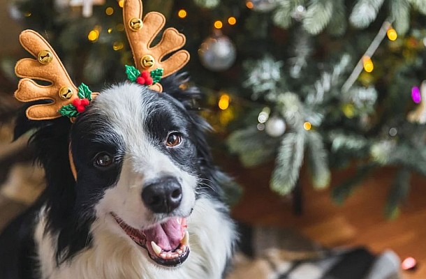Χριστούγεννα: 4 πράγματα που είναι επικίνδυνα για τον σκύλο