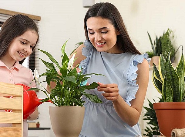 Φυτά εσωτερικού χώρου: Κάθε πότε θέλουν πότισμα;