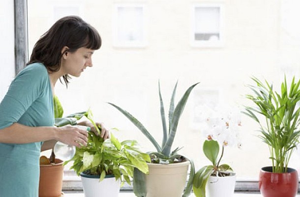 6 φυτά που μεγαλώνουν γρήγορα και θα ομορφύνουν τον χώρο σου