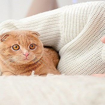 Γιατί οι γάτες συμπεριφέρονται περίεργα στην πανσέληνο;