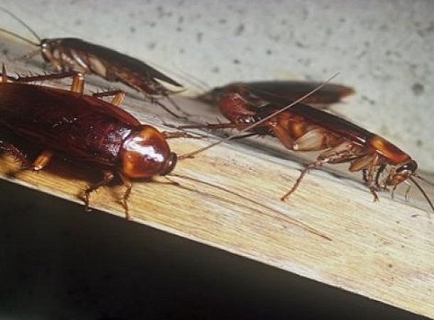 Φυσικοί τρόποι για να εξαφανίσεις τις κατσαρίδες από το σπίτι