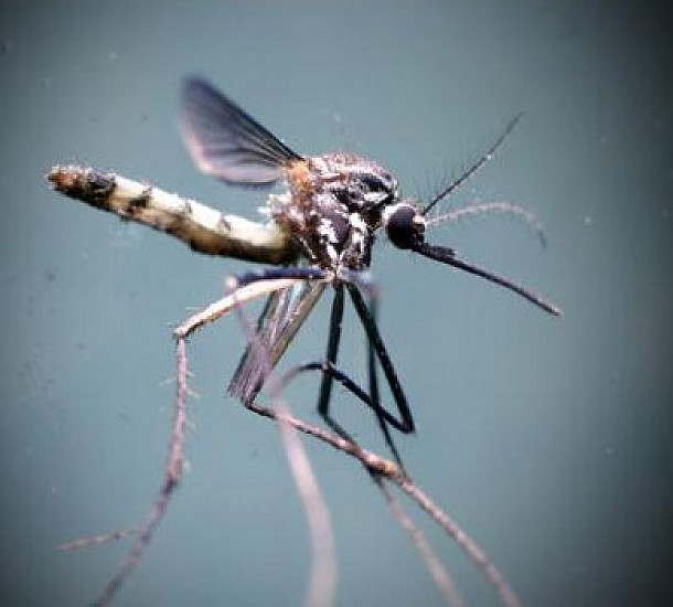 Πώς θα διώξετε τα κουνούπια μακριά από το σπίτι και τον κήπο σας