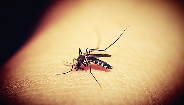 Οκτώ πράγματα που κάνετε και γεμίζει το σπίτι κατσαρίδες και κουνούπια