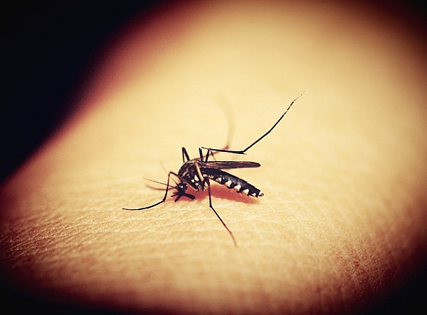Οδηγίες του ΕΟΔΥ: Προφυλαχθείτε από τα κουνούπια και τον ιό του Δυτικού Νείλου