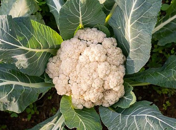 Κουνουπίδι: Το αντιοξειδωτικό λαχανικό που ρυθμίζει τις ορμόνες και ενισχύει την άμυνα