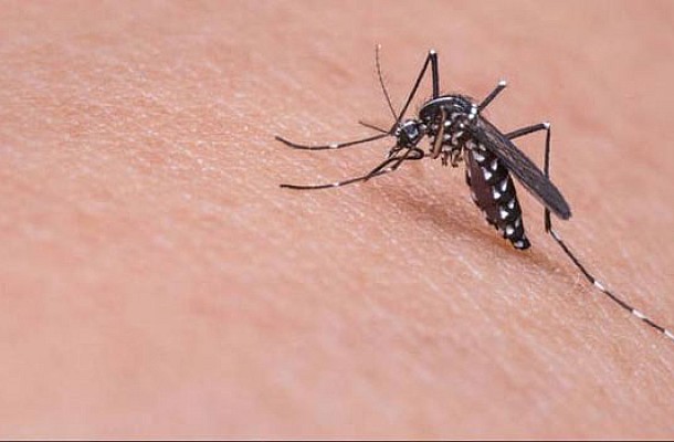 Κουνούπια: 5 μυστικά για να μην σε τσιμπούν