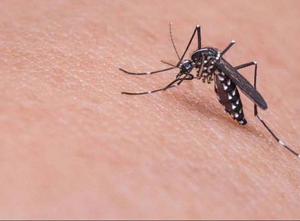 Κουνούπια: Πότε μας βάζουν στο μάτι – Τι τα ελκύει