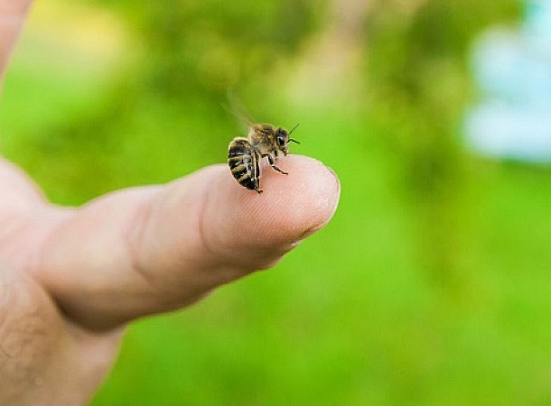 Τσίμπημα από μέλισσα, σφήκα ή άλλα έντομα: Τι να κάνετε