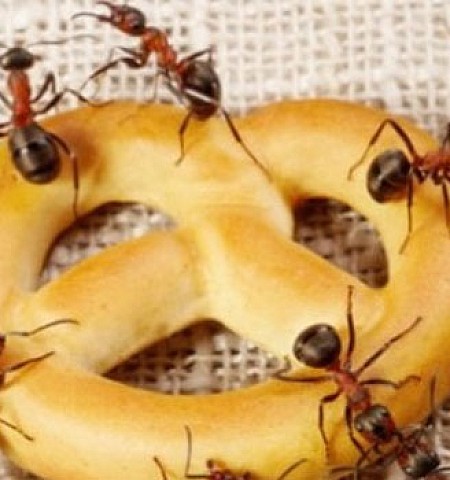 Έτσι θα κρατήσετε τα μυρμήγκια μακριά από το σπίτι σας