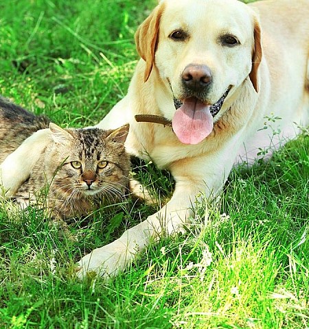 Καύσωνας: Δέκα top tips για να δροσίσετε τον σκύλο και την γάτα