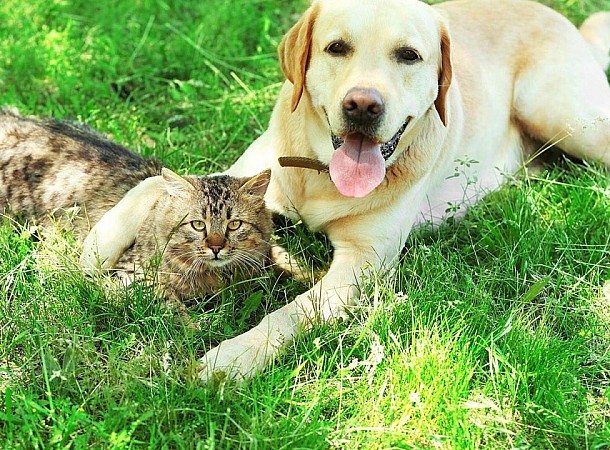 Δάγκωμα φιδιού σε γάτα και σκύλο: Συμπτώματα και αντιμετώπιση